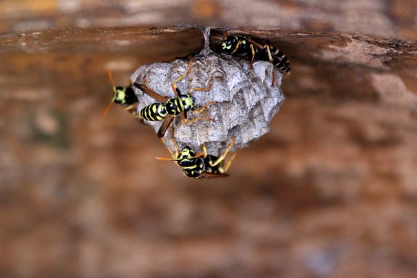 Insekten-Nest-Wespen_606.jpg