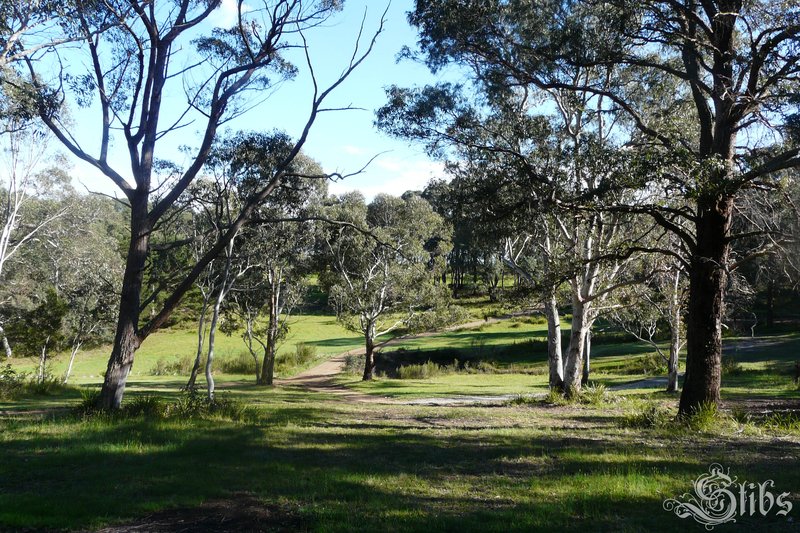 Eucalyptus Sylvan Glen1.jpg