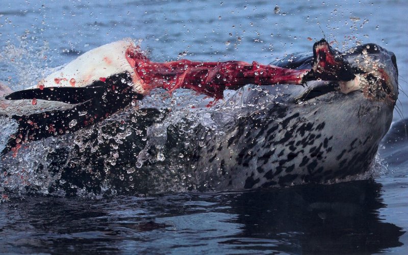 leopard-seal-pulling-the-head-ri