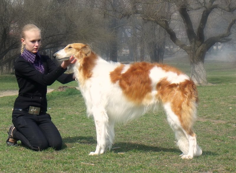 Собака юлии высоцкой фото порода