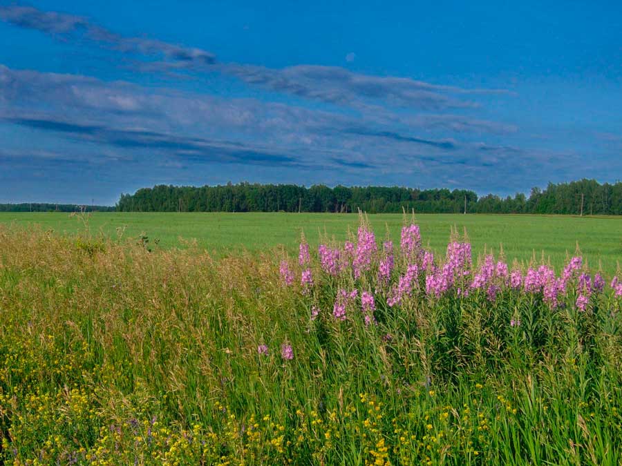 Flora-Sverdlovskoj-oblasti-Rossii.jpg