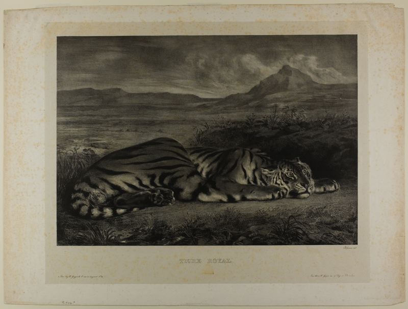 Bengal Tiger, 1829.jpg