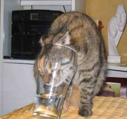 cat_drink.jpg
