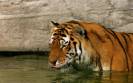 Animals_Beasts_Tiger_in_water_01