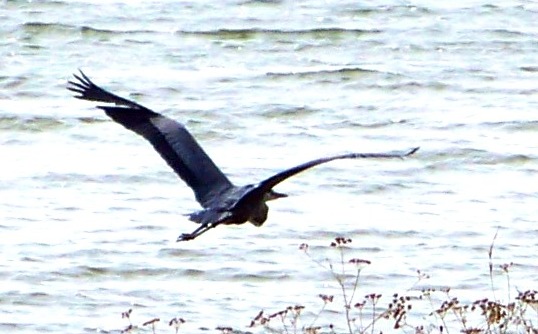 Blue Heron 5.jpg