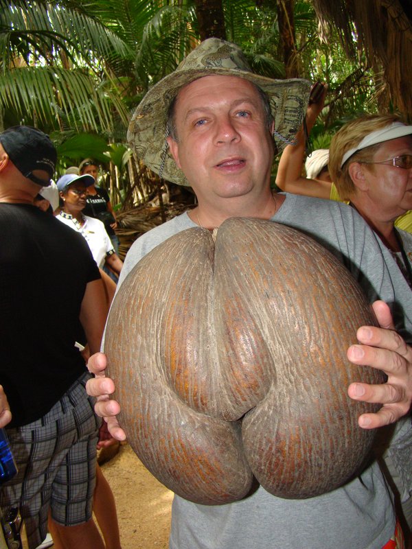Про мужскую яйцо. Морской Кокос Коко-де-мер. Большой орех. Самый большой орех. Самый большой Кокос.