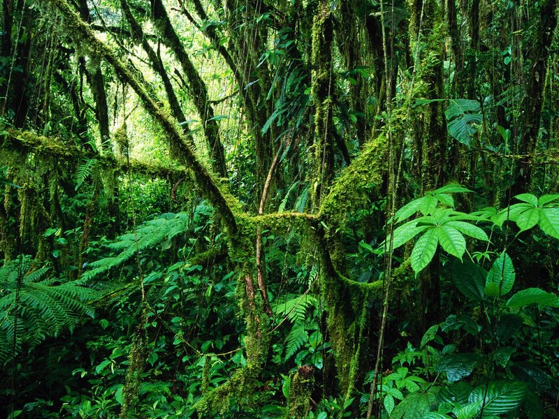 Monteverde Rainforest, Costa Ric