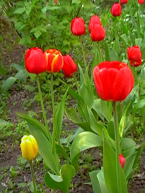 Прекрасные тюльпан