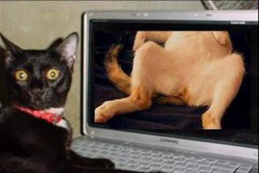 kitty porn.jpg