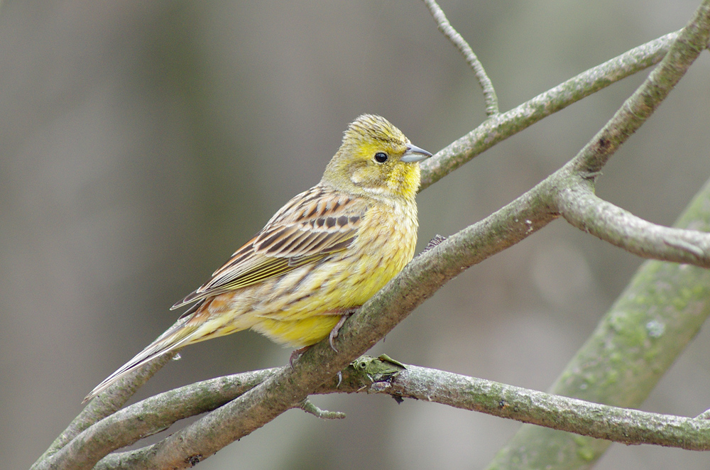 Желтый Воробей. Yellow Sparrow narrow. Воробей фото с желтым окрасом. Покрас Воробьев с желтыми хвостами.