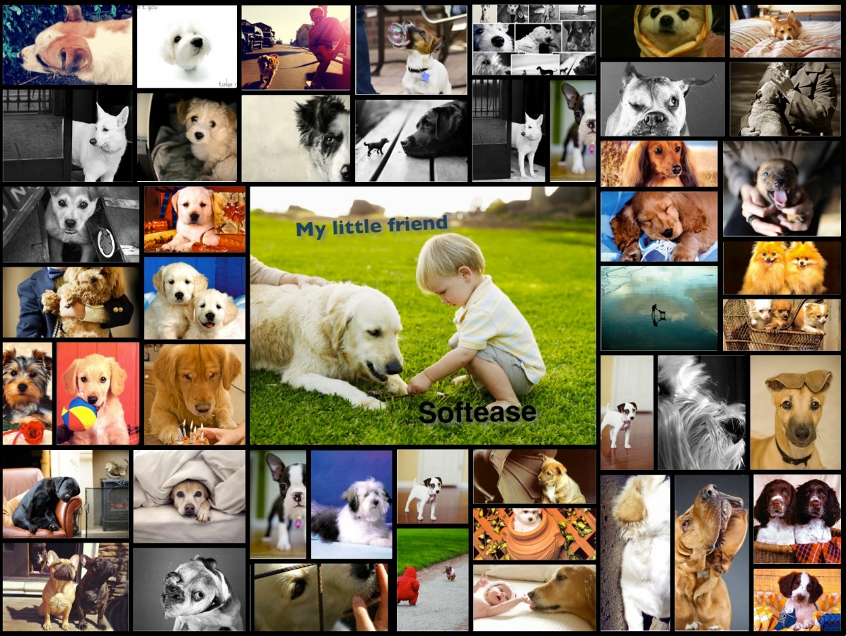collage-dogs-4138.jpg