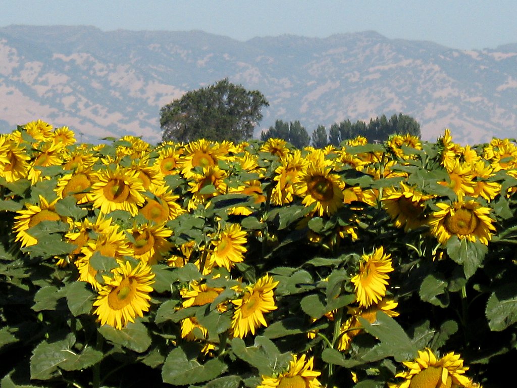sunflower field July