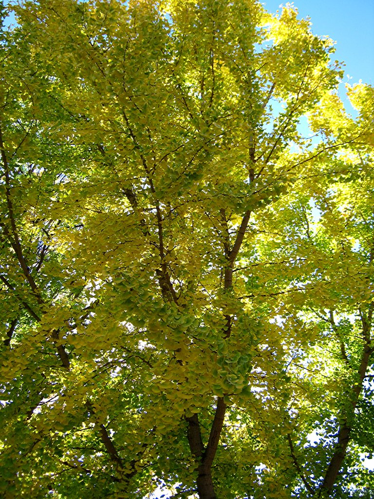 Ginkgo early fall color