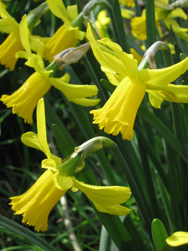 February Gold daffodil