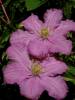 Clematis jackmani pink hybrid
