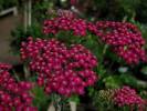 Achillea millefolium Red Beauty