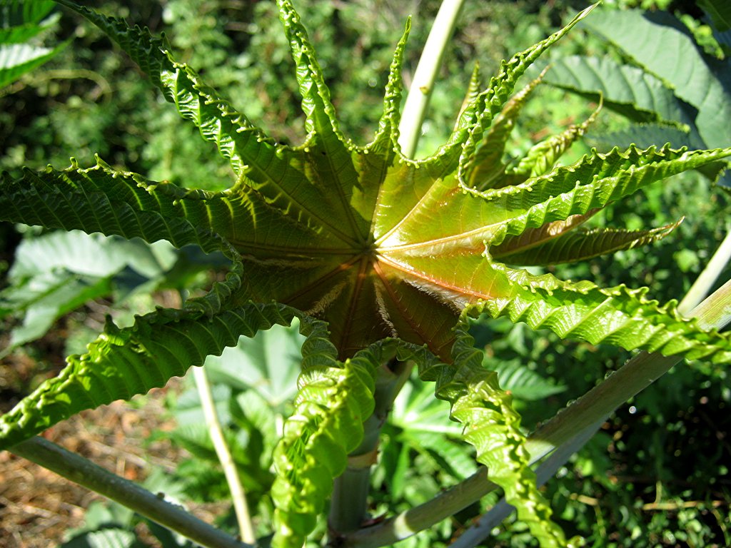 Ricinus castor bean leaf