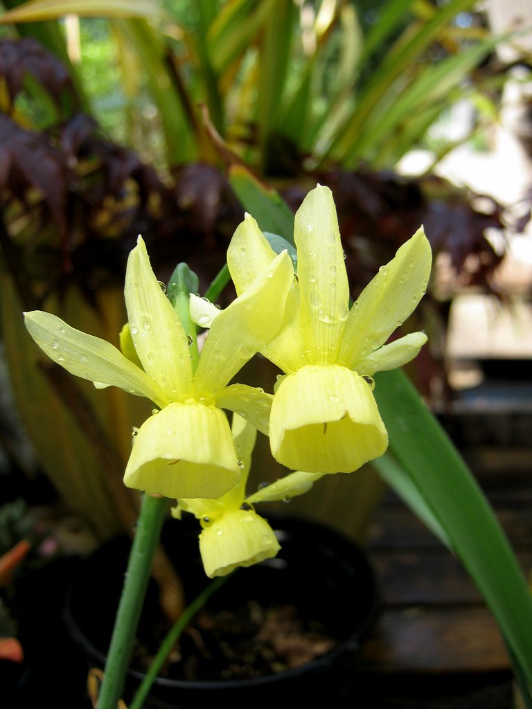 Narcissus Hawera late bloom.jpg