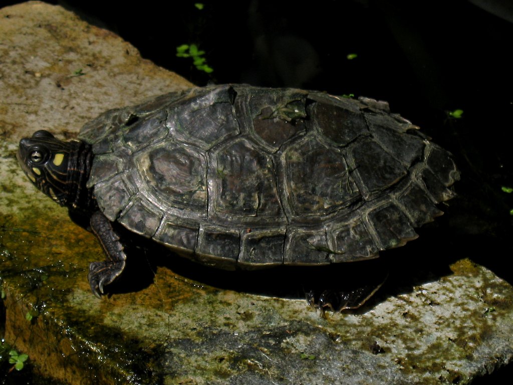 Turtlesmall.jpg