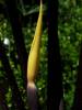 Colocasia blackstem