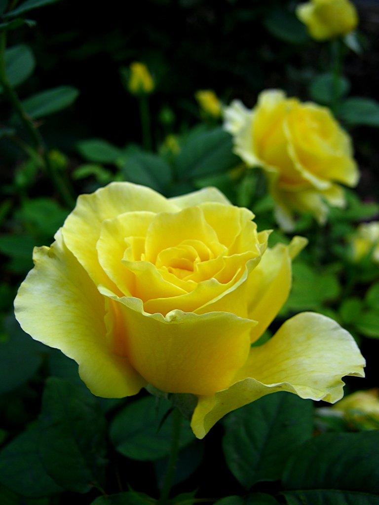 Rose Midas Touch