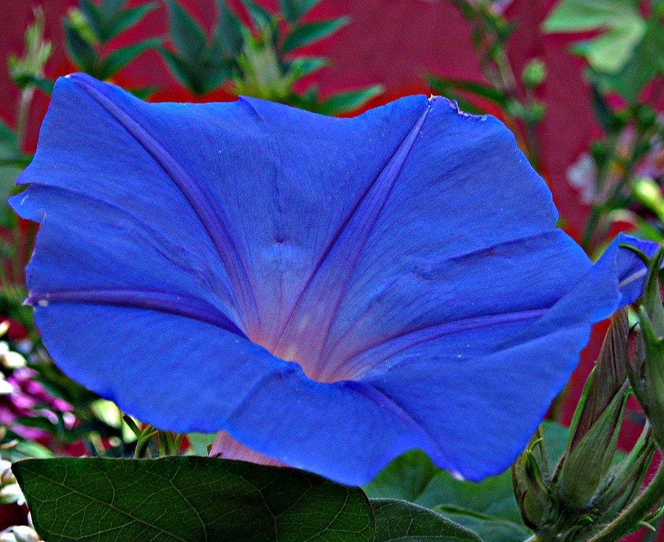 ipomoea Blue Dawn Sky Flower