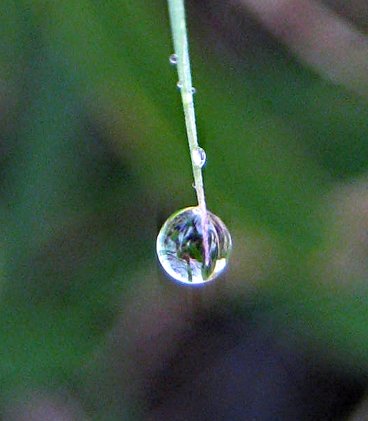 droplet on bamboo.jpg