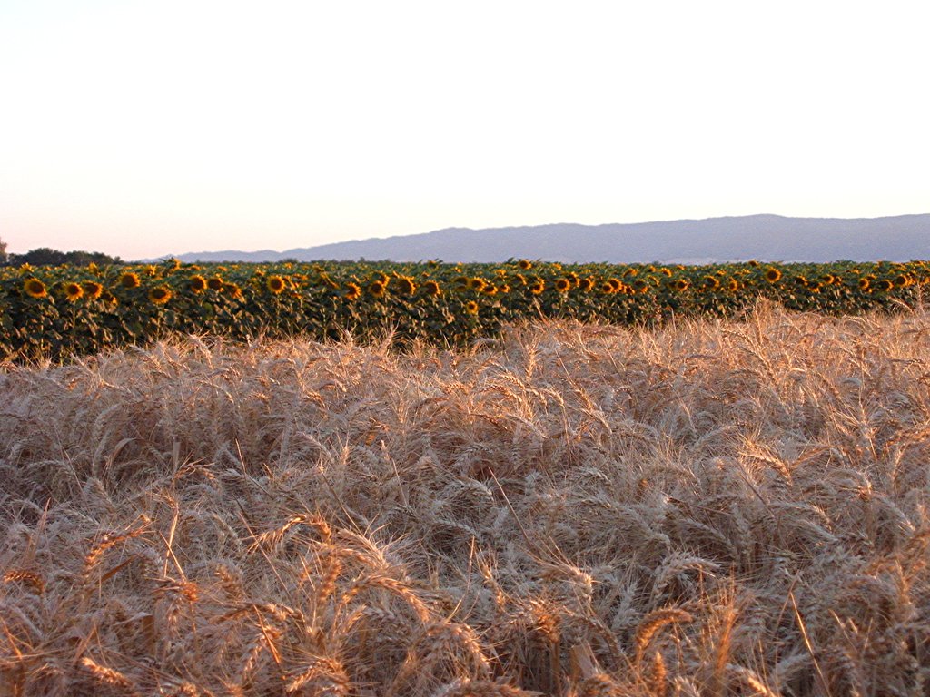Sunflowers and barley, June