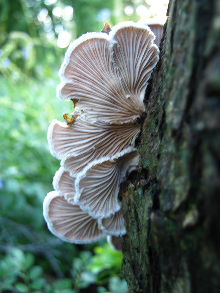 fungus on log