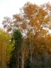 birches and sycamore.jpg