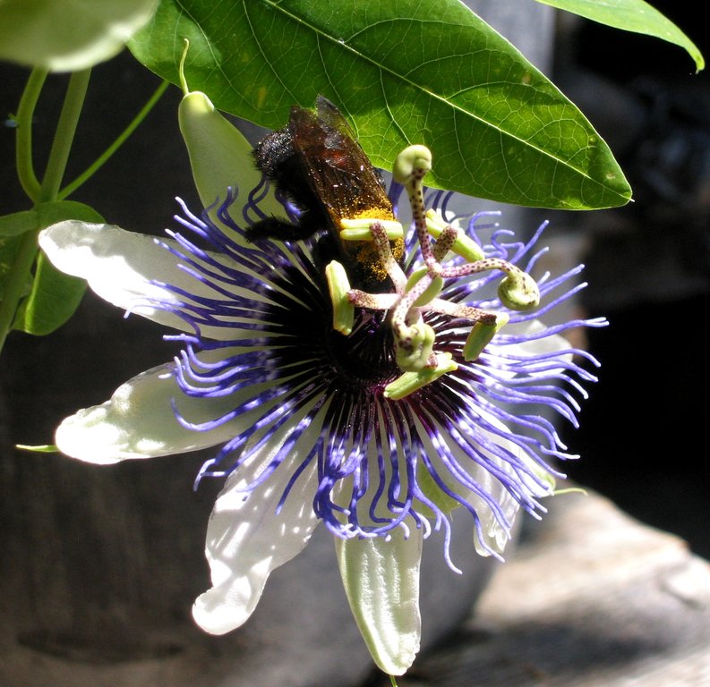 passiflora and carpenter bee