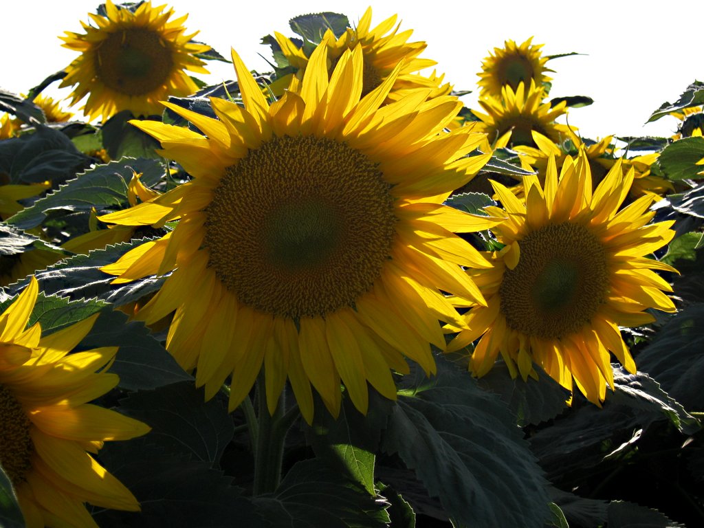 sunflowers July