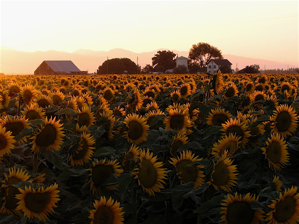 Sunflowers and farmhouse