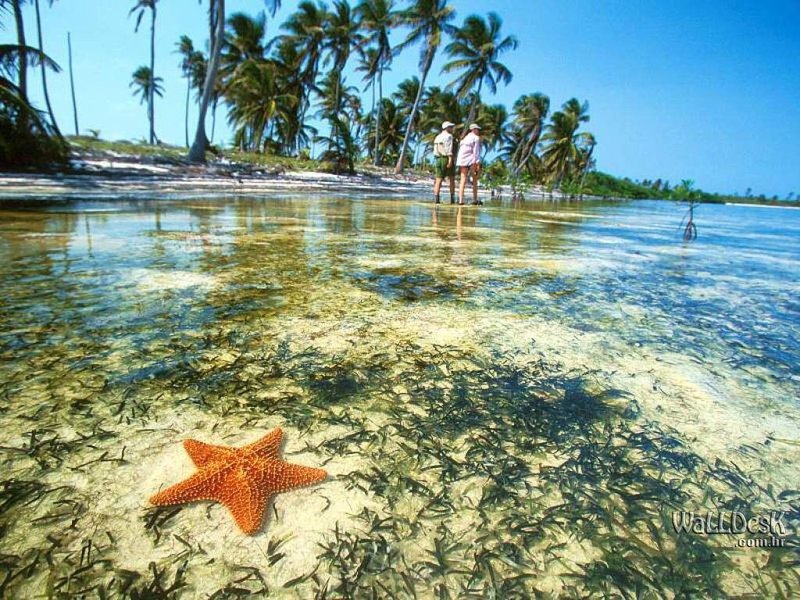 Starfish,-Yucatan-Peninsula,-Mex
