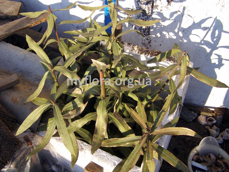 nerium oleander