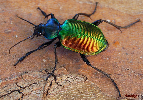 scarabee-01.jpg