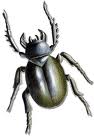 scarabee-09.jpg