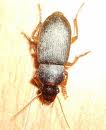 scarabee-10.jpg