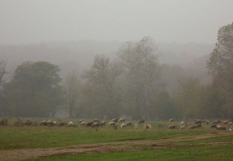 овцы в тумане.jpg