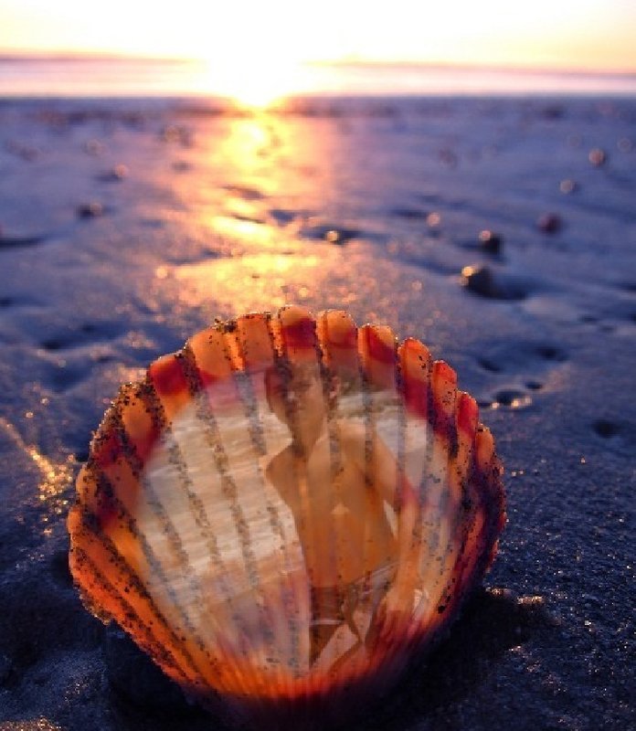 Sea Shells' Son
